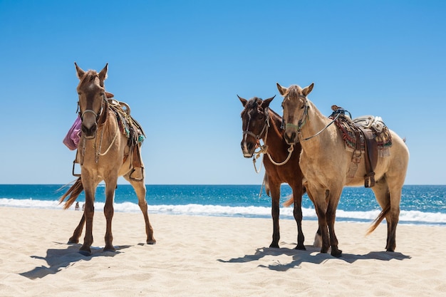 Photo trois chevaux sur une plage de san jose del cabo mexique