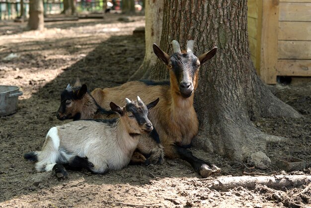 trois chèvres se trouvent près d'un arbre une grande mère et deux petites chèvres