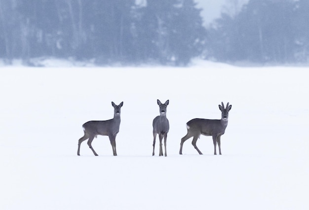 Photo trois chevreuils dans la neige