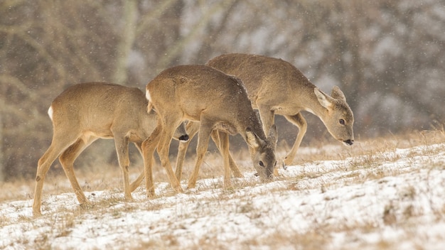 Trois chevreuils se nourrissant d'herbe enneigée dans la nature hivernale