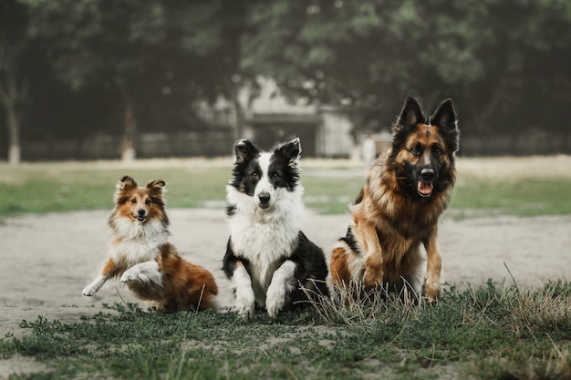 Trois chiens assis ensemble ourdoor berger allemand sheltie et chiens border collie