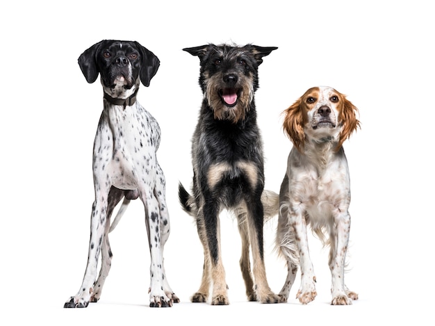 Trois chiens debout ensemble dans une rangée; Chien de Bretagne, chien de race mixte et pointeur allemand, isolé