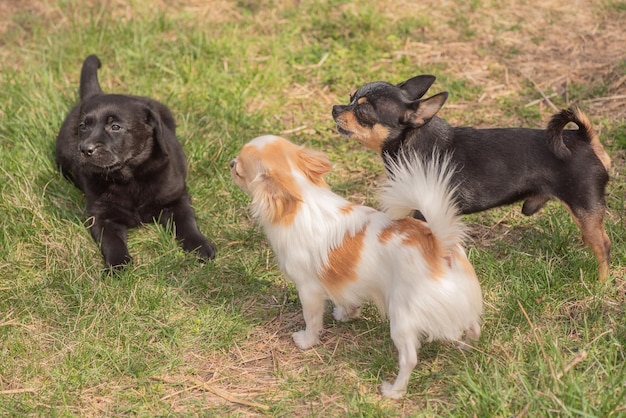 Trois chiens sur l'herbe Black tsutsenya Labrador Retriever et Chihuahua noir et blanc