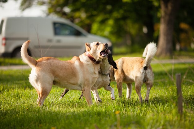 Trois chiens marchant sur l'herbe verte dans le parc