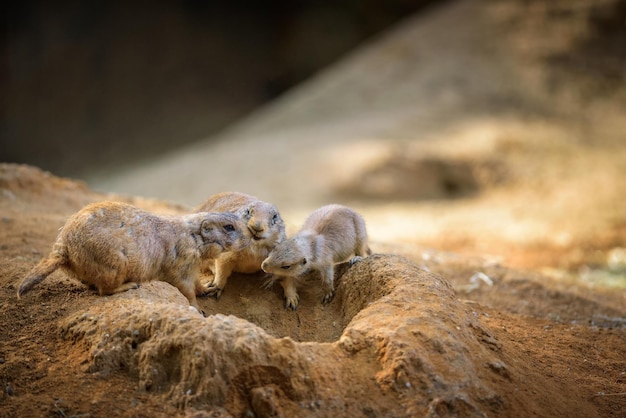 Trois chiens de prairie à leur tanière