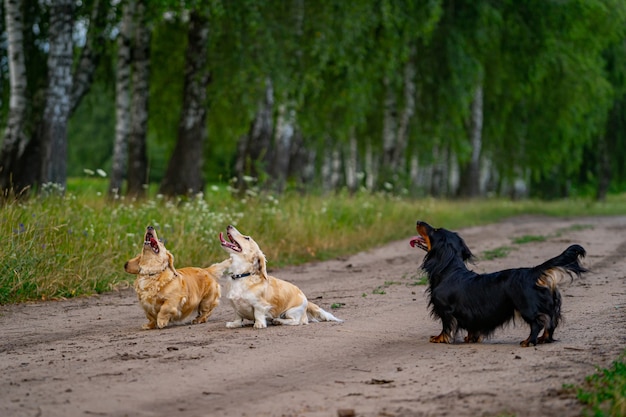 Trois chiens sautant et essayant d'attraper un drone. Fond naturel. Petites races d'animaux de compagnie.