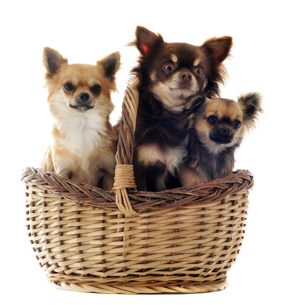 Trois chihuahua dans un panier