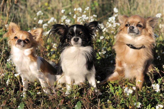 Trois chihuahua