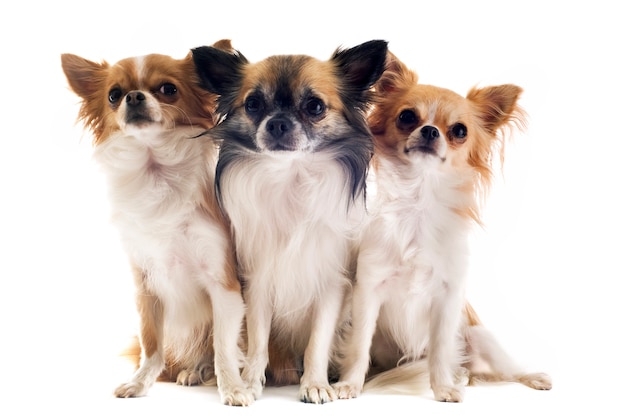 Trois chihuahuas