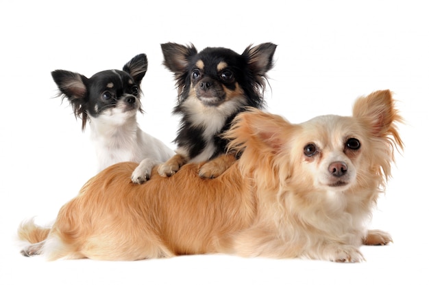 Trois chihuahuas