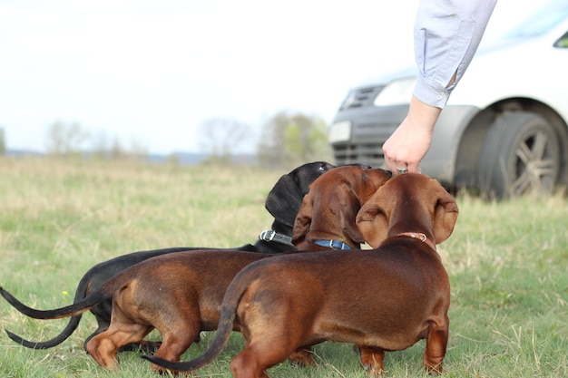 trois chiot teckel mangeant des mains