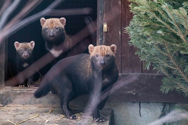 Trois chiots de chien de brousse sortent de leur cachette