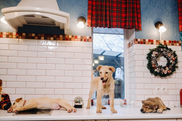 Trois chiots sont allongés sur le plan de travail de la cuisine de Noël à la maison.