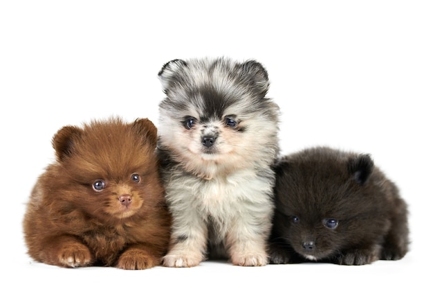 Trois chiots Spitz de Poméranie isolés.