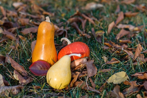 Trois citrouilles décoratives se trouvent parmi le feuillage tombé sur l'herbe au moment de la récolte du jardin d'automne