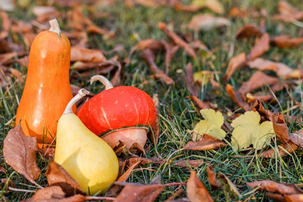 Trois citrouilles décoratives se trouvent parmi le feuillage tombé sur l'herbe dans le jardin d'automne. Moment de la récolte.