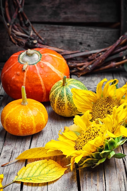 Trois citrouilles décoratives