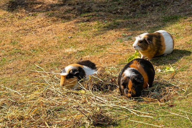 Trois cobayes se promènent dans un pré parmi l'herbe séchée