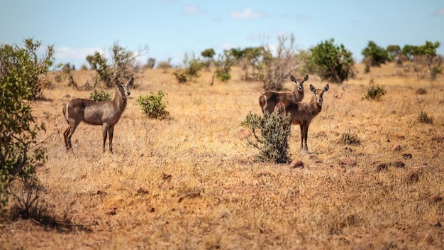 Trois cobe à croissant (Kobus ellipsiprymnus) antilope femelle dans la savane africaine. Parc national de Tsavo Est, Kenya