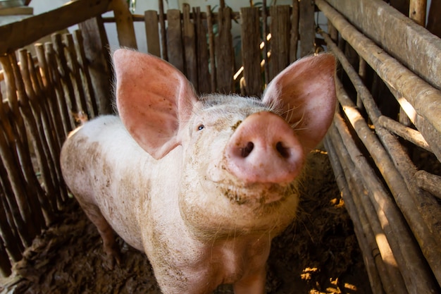 Photo trois cochons dans une stalle sale