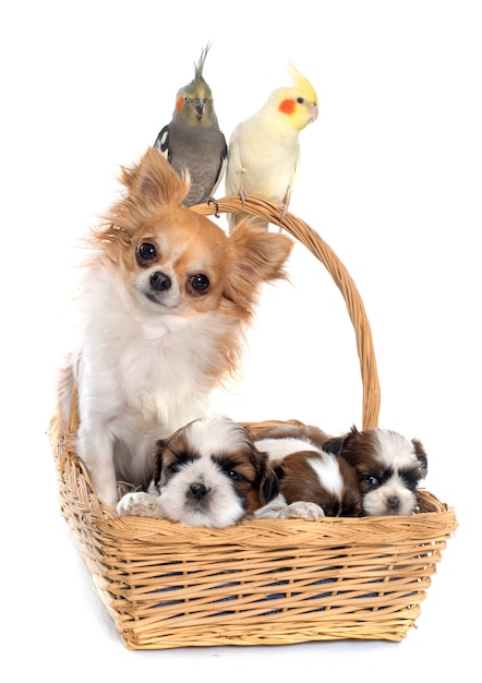 trois cockatiel et chiens