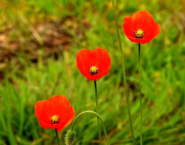 Trois coquelicots alignés, au printemps