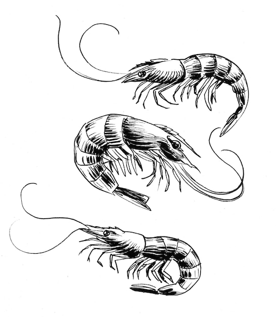 Trois crevettes. Dessin noir et blanc à l'encre