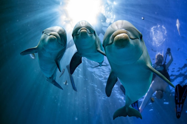 Trois dauphins bouchent le portrait sous l'eau tout en vous regardant