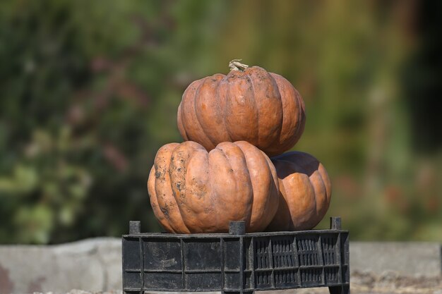 Trois énormes citrouilles se trouvent dans une boîte en plastique noire sur un arrière-plan flou