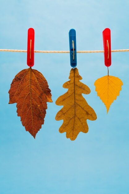 Trois feuilles d'automne suspendues à une corde à linge sur un bleu.