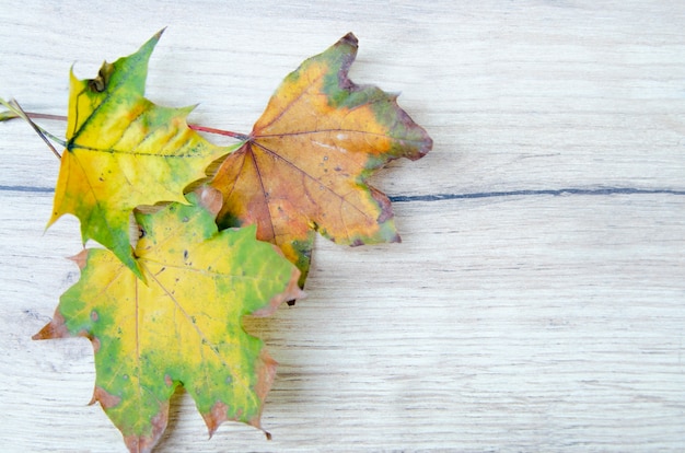 Trois feuilles d&#39;érable automne sur une planche en bois blanche. Vue de dessus avec espace de copie pour le texte.