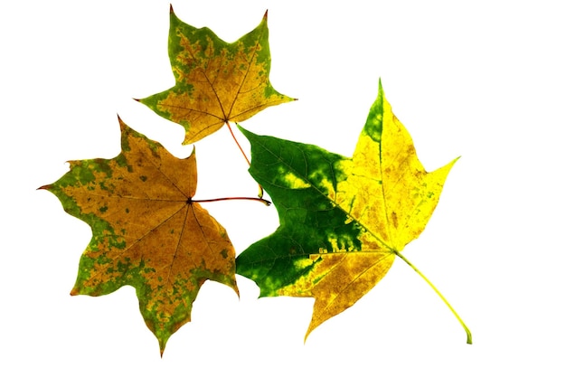 Trois feuilles d'érable d'automne