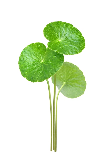 Trois feuilles de Gotu kola avec des gouttelettes d'eau isolées sur fond blanc. Chemin de détourage.