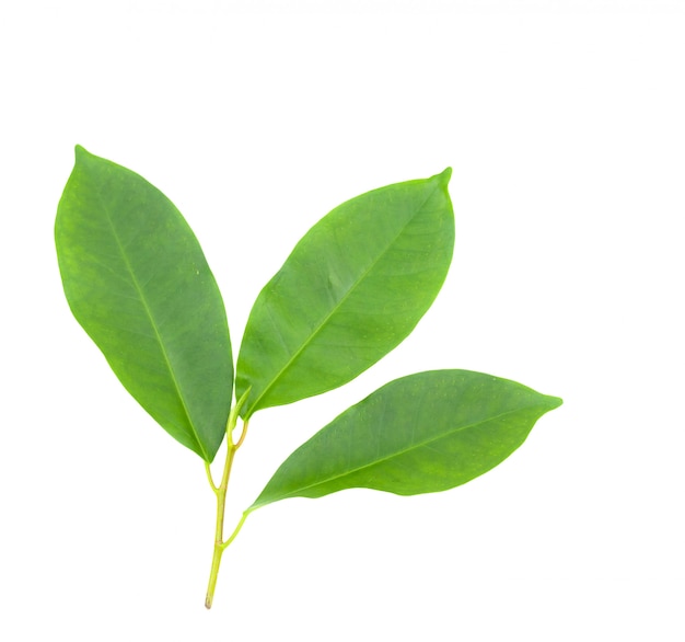 Trois feuilles isolées sur fond blanc