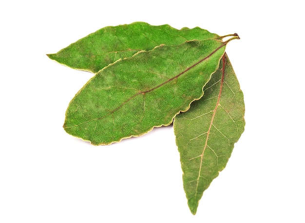 Trois feuilles de laurier sur fond blanc