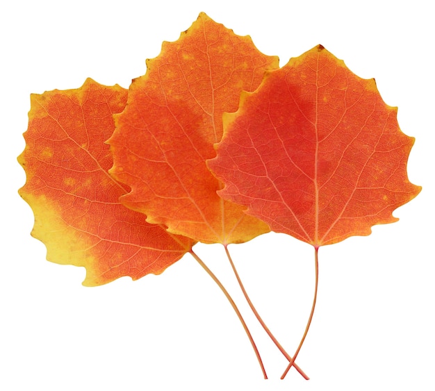 Trois feuilles de tremble d'automne isolées. feuillage orange d'automne.