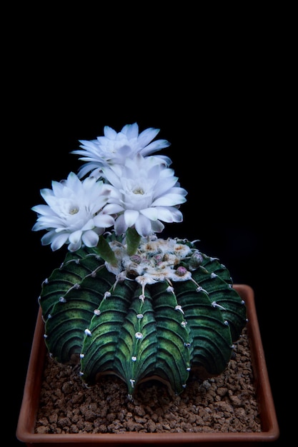 Trois fleurs blanches de cactus gymnocalycium