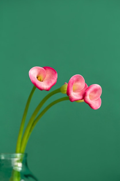 Trois fleurs de calla rose dans un bocal en verre sur un fond vert.