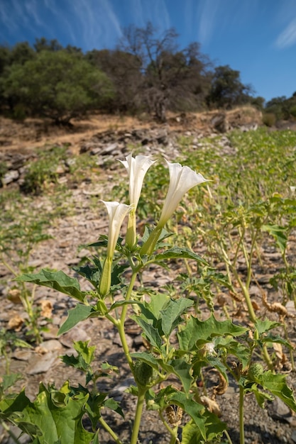 Trois fleurs en forme de trompette de plante hallucinogène Devils Trumpet ou Jimsonweed Datura Stramonium