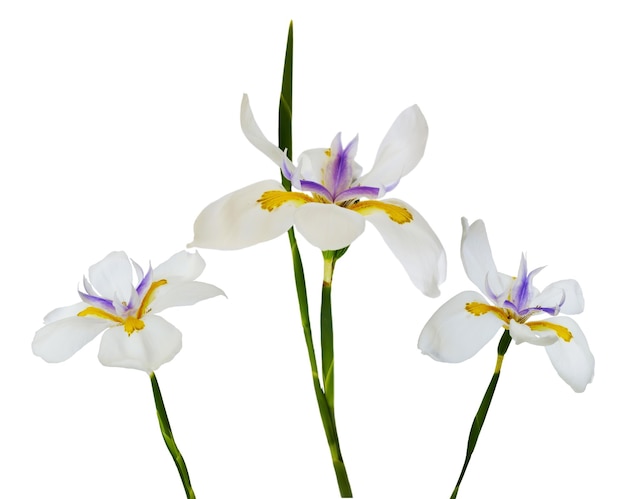 Trois fleurs isolées de Dietes grandiflora sur fond blanc Partie d'une fleur avec une tige