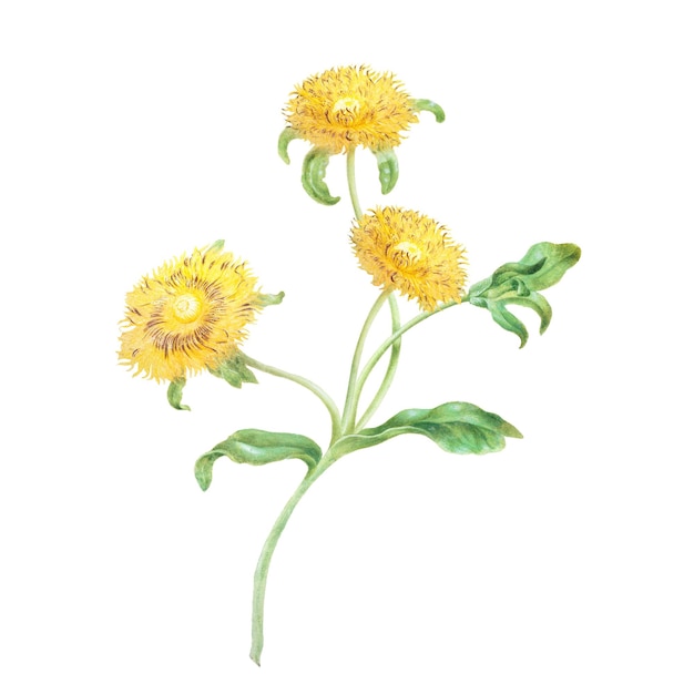Trois fleurs jaunes illustration botanique transparente en png