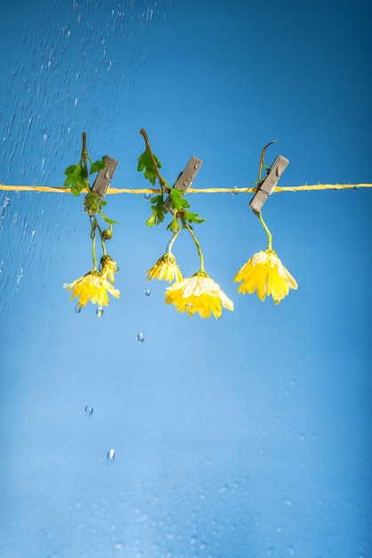 Trois fleurs jaunes sont accrochées à des pinces à linge sur une corde à linge sur fond bleu