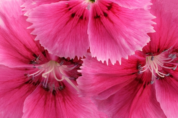 Trois fleurs d&#39;un oeillet de jardin rouge