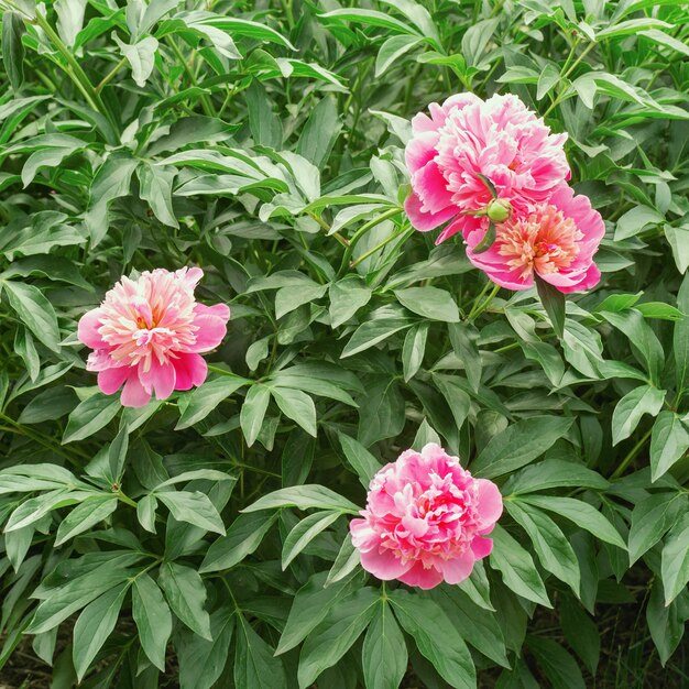 Trois fleurs de pivoine rose sur un buisson dans le jardin