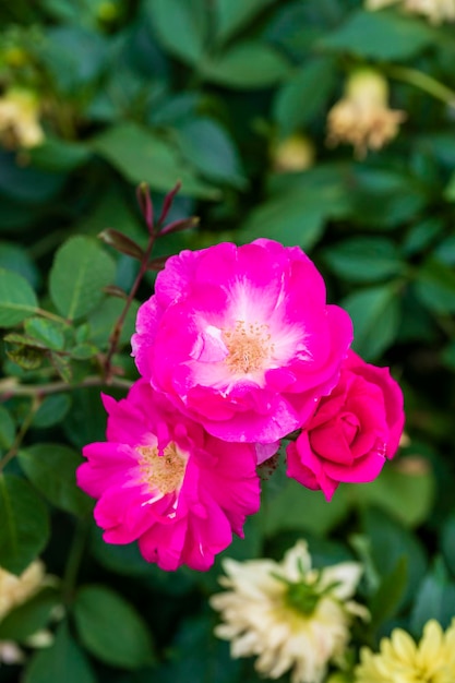 Trois fleurs d'un rosier en fleurs sur une branche