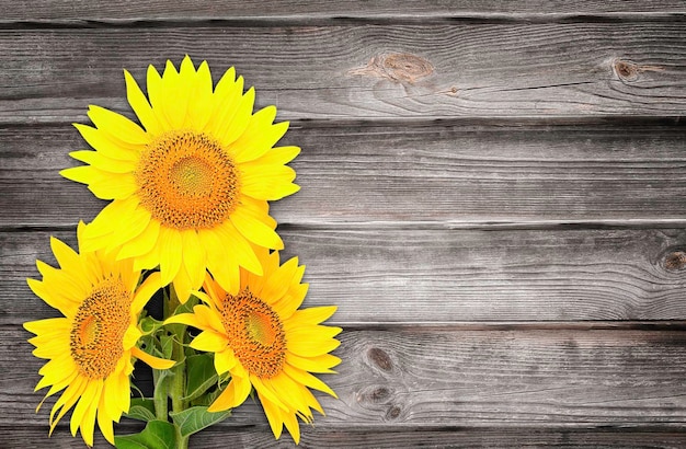 Photo trois fleurs de tournesol sur le fond d'un mur en bois