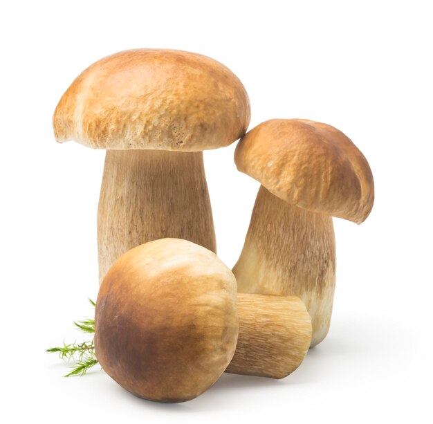 Photo trois sur un fond blanc isolé cep automne cep champignons cueillette de nourriture gastronomique