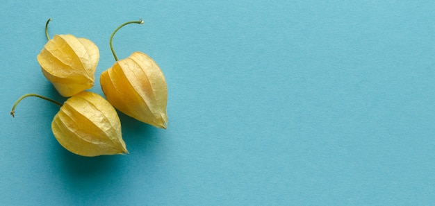 Trois fruits Physalis sur fond bleu. Copiez l'espace. Photo horizontale allongée.