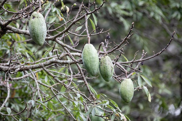 Trois fruits verts sur un arbre avec le mot fruit dessus