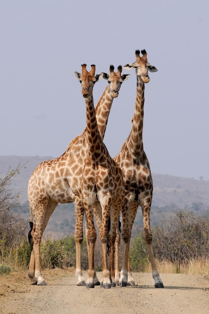 Photo trois girafes debout dans un champ avec l'un d'eux a le mot girafe dessus.